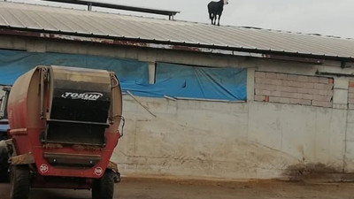 Çankırı'da ilginç olay! Aşıdan kaçan dana çatıya çıktı