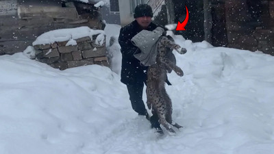 'Ava giderken' av oldu