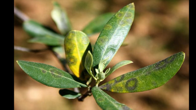 Zeytinde halkalı leke alarmı