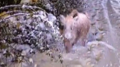 Köpek gibi domuz çağırdı