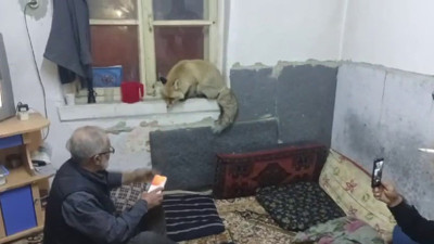 Tilki köy evine misafir oldu