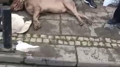 Kadıköy ve Beşiktaş'ta 2 köpek çapıldı! Kaldırımlardaki elektrik direkleri dehşet saçıyor