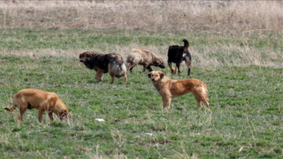 Başıboş köpeklerin yeni adresi çiftlik! Koyun ve tavukları telef etti