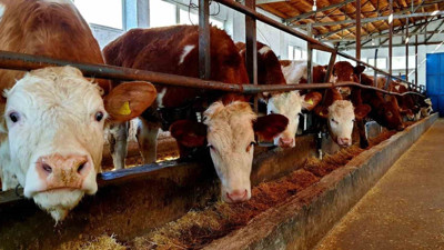 Şap hastalığına çözüm çalışmaları!