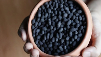 Her gün yediğimiz meyvenin çekirdeği basuru ve ağrıları bitiriyor. Faydalarını duyan çöpten geri toplayacak