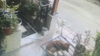 Kurtulmak isterken demir kapıyı yerinden söktü