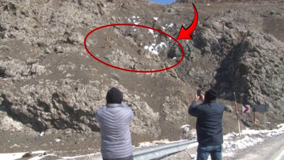 Yaban keçileri yol kenarına indi, herkes telefonlara sarıldı
