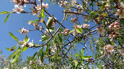 Mevsimin ilk hasadına başlandı! Kilogramı 600 liradan satışa sunuluyor