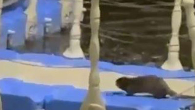 Erbaa’da nesli tükenme tehlikesi altındaki su samuru görüntülendi