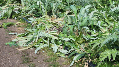 Urla'nın meşhur sakız enginarına 'don' darbesi!