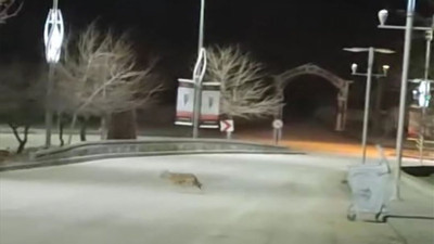 Elazığ'da kurtlar yolda görüntülendi