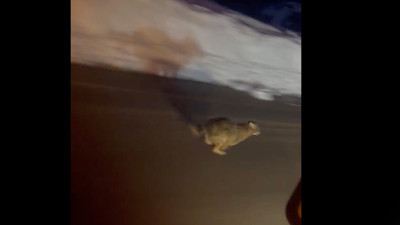 Karla kaplı ormandan yola indi! Nadir canlı araçları görünce panikledi