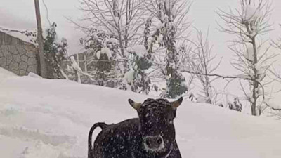 Boğa kışlık yerinden kaçıp yazlığına saklandı