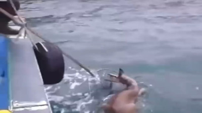 Denize düşen karacayı balıkçılar kurtardı! O anlar kamerada