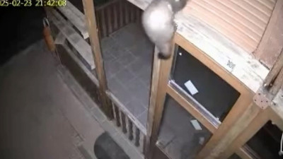 Sansar ile vaşak bağ evine girerken yakalandı