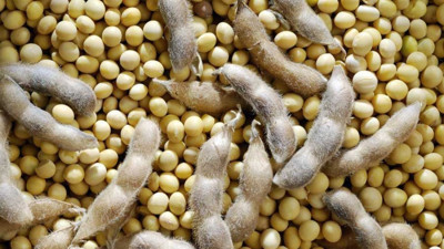 Soya fasulyesi fiyatlarında düşüş sürüyor