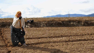 Beyaz altının sofralara uzanan yolculuğu başladı