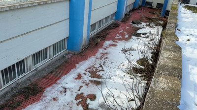 Kurnaz tilki, ekipleri peşine taktı!