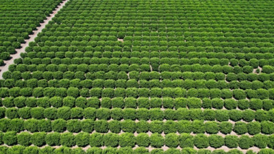 Tonlarcası Dubai kapısından döndü! Yasaklı madde bulundu