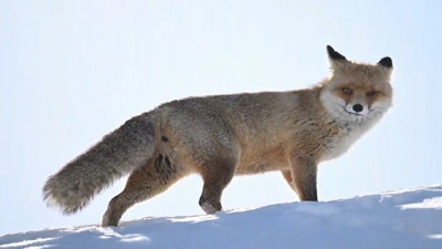 Karların altındaki tilki halkın gözdesi oldu