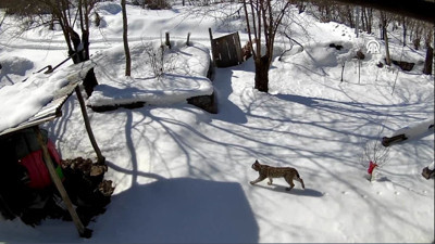 Şavşat'ta vaşak bahçede yiyecek aradı! Kamera kayıttaydı