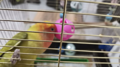 Gagasına top sıkışan papağanın imdadına yetiştiler