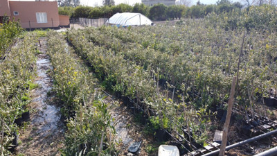 Sibirya soğukları Adana'da çiftçiyi vurdu! 15 bin fidan kuruma tehlikesi karşı karşıya