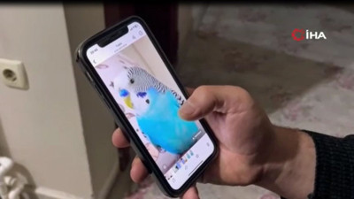Konuşan kuşunu bulana 20 bin TL ödül