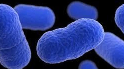 Çinli araştırmacılar, Antarktika'da 6 yeni bakteri cinsi keşfetti