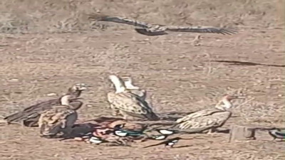 Akbabaları görüntüleyen kişinin mutluluğu kamerada