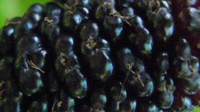 Kansızlığı bitiriyor kalbi saat gibi çalıştırıyor. Irak, Dubai ve Katar almak için sırada