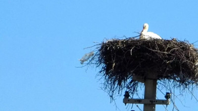 Baharın müjdecisi leylekler yuvalarına dönmeye başladı