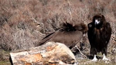 Doğanın en tehlikeli canlıları kamerada
