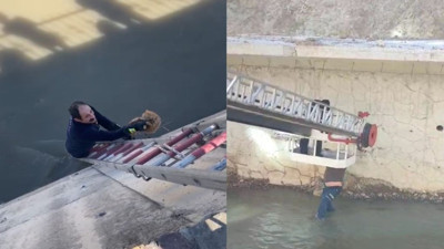 Gümüşhane'de Harşit Çayı'na 2 kedi düştü! İtfaiye ve vatandaş seferber oldu...