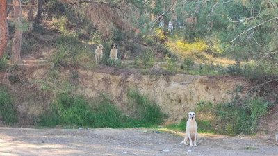 Bakanlık talimat vermişti! Başıboş gezmeye devam ediyorlar