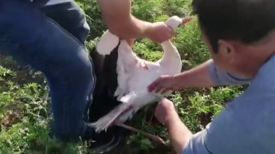 Oltasına balık değil leylek takıldı!