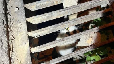 Mazgala sıkışan kediyi itfaiye kurtardı