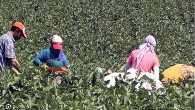 Sinirleri yatıştırıyor bağırsakları motor gibi çalıştırıyor. Sofralarınızın baş tacı olacak