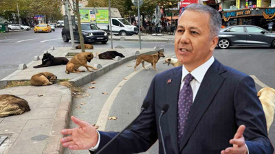 Sahipsiz hayvanlarla ilgili yeni gelişme! İçişleri Bakanlığı 81 ile müfettiş gönderdi