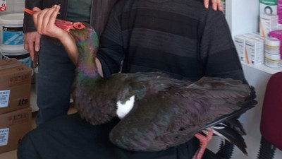 Kara leylek göç yolu üzerinde yaralı bulundu! Nesli tükenme tehlikesi altında...