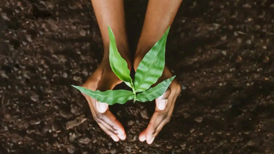 Doğanın gizli ağı: Bitkilerin sessiz iletişimi