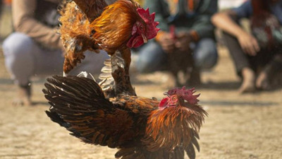 Horoz dövüştürenlere 130 bin 481 lira ceza