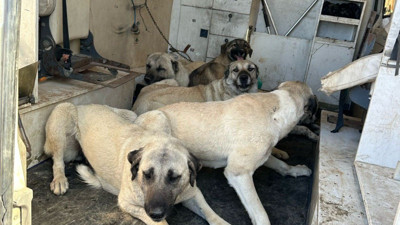 Adıyaman Kahta’da başıboş sokak köpekleri toplanıyor