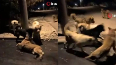 'Köpekler sokakta birbirini yiyor' diyerek paylaştı