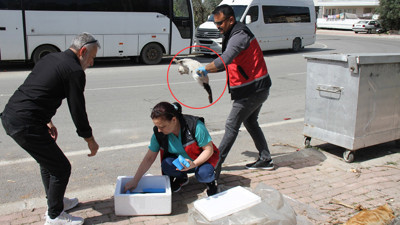 Serik’te sokak kedisi katliamı! Çok sayıda kedi öldürülmüş