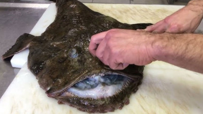 Karadeniz'de avlandı! Kilogramı 500 liradan satışa sunuldu