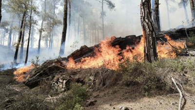 Aydın'da orman yangını! 2 hektarlık alan küle döndü