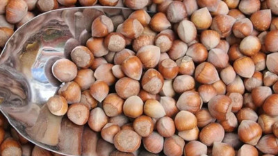 Giresun'da fındık fiyatı yükselişe geçti! 132-140 liradan işlem görüyor