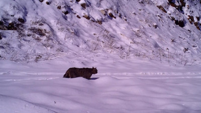 Yaban kedisi İnegöl'de görüntülendi