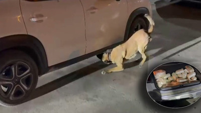 ASENA yazılımı sayesinde durduruldu! Araçta gizlenmiş 86 kilo uyuşturucuyu ‘Hektor’ buldu